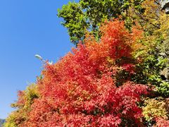 -关门山森林公园