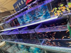 -哈尔滨道外花鸟鱼市场