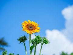 -上海滨江森林公园