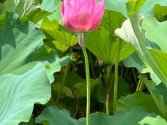 -合肥滨湖国家森林公园