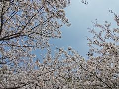 -高东镇樱花园