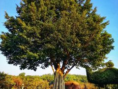 -风云岭森林公园