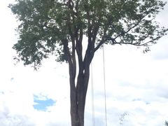 -大树秋千