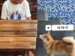-柴源莊·柴小宠柴犬咖啡