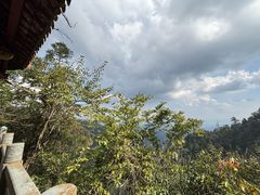 -天目山大树王景区