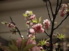 -炳胜公馆(珠江新城店)