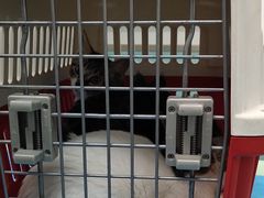 -欧奕国际动物医院