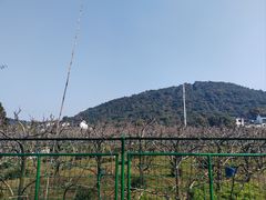 -树山生态村