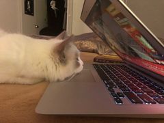 -猫大福·Fortune Cat猫舍(百子湾店)