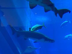 -迪拜水族馆及水下动物园