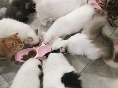 -楼上猫咖(罗湖店)