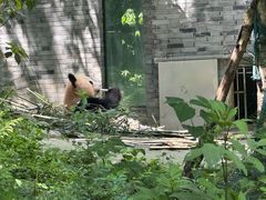 -都江堰中华大熊猫苑