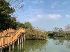 -大湾区中央湿地公园
