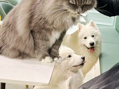 -安格丽娜·狗咖·猫咖羊驼咖(春熙路百盛商场店)