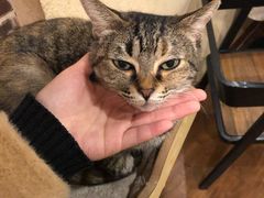 -猫友咖啡店(玉林西路店)