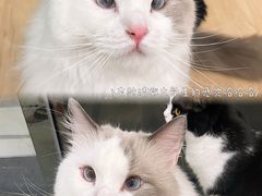 -有喵·猫咖·狗咖·40+猫狗有小奶狗(岗厦店)