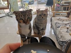 -平行世界·猫咖(首经贸店)