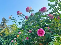 -人民公园(罗湖区)