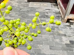 -树厨贵州菜(铜仁花果山店)
