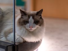 -飞行喵MR PILOT|猫舍·猫咖(静安大融城店)