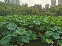 -龙头寺公园