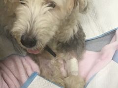 -达爱动物医院·犬猫分区·CT·复杂眼科(远洋山水分院)