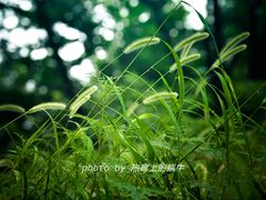 -北京西山国家森林公园