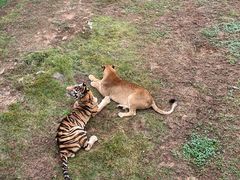 -西霞口神雕山野生动物世界