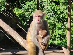 -西双版纳原始森林公园