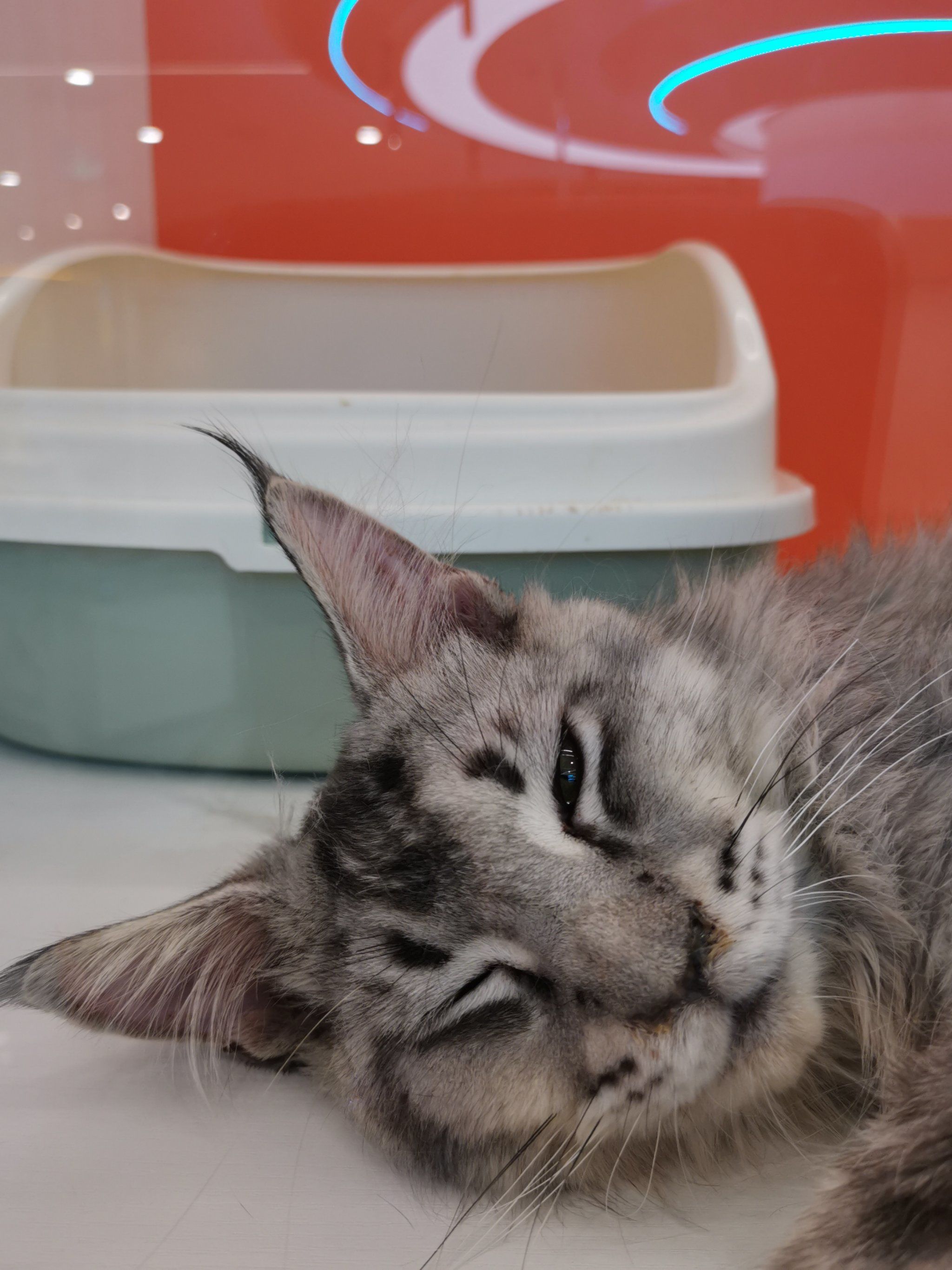 谁家小猫咪睡觉翻白眼啊