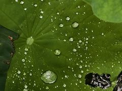 -四川大学(华西校区)