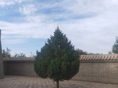 -金塔沙漠胡杨林景区