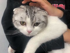 -灵美宠物诊所