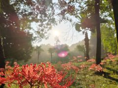 -杭州植物园