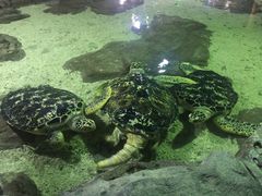 -锦艺城海洋馆