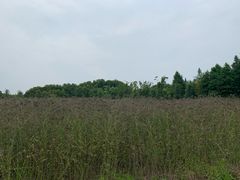 -同里国家湿地公园