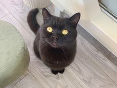 -喵屿·大理花园猫咖