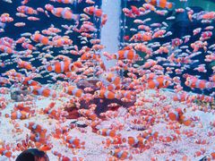 -海合安成都极地海洋公园