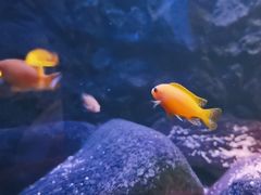 -Golden Lily河内巴黎法越料理餐厅(建国西路店)