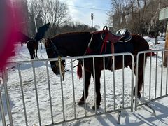 -沈阳奥体冰雪嘉年华