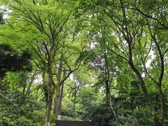 -南山植物园