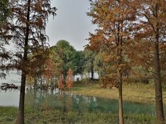 -贡湖湾湿地公园