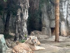 -灵玲国际马戏城