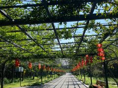 -东平国家森林公园