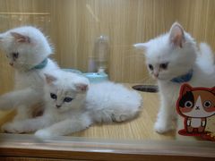 -袖虎宠物·金渐层缅因猫舍(灵芝店)