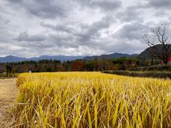 -塔川景区