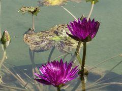 -莲花池公园