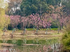 -梁鸿国家湿地公园