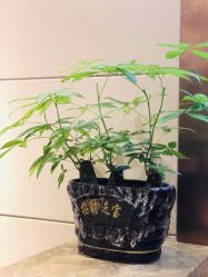 -罗亚帝造型