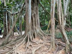 -中国科学院西双版纳热带植物园